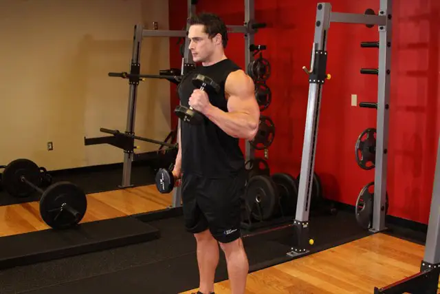 Hammer Curls end position